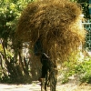 Le cycliste